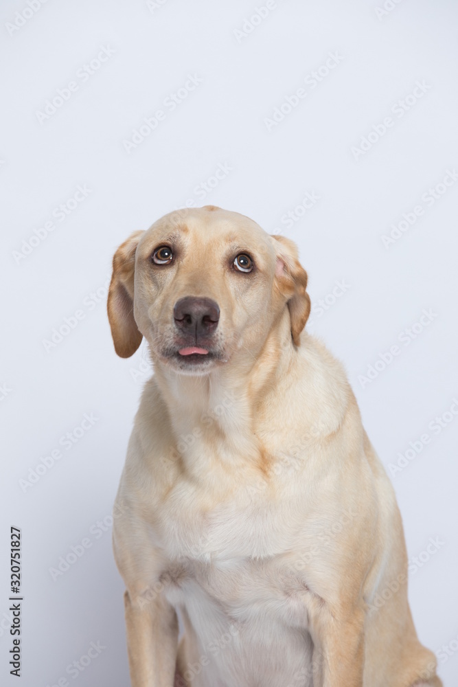 The simple Labrador makes all kinds of funny expressions on the white background The simple Labrador makes all kinds of funny expressions on the white background