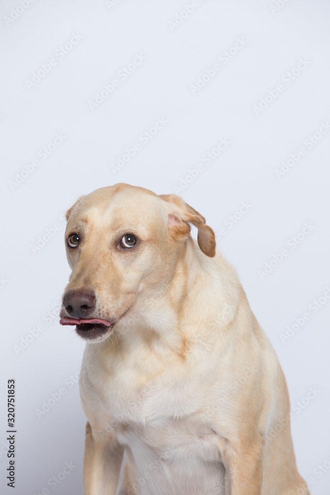 The simple Labrador makes all kinds of funny expressions on the white background