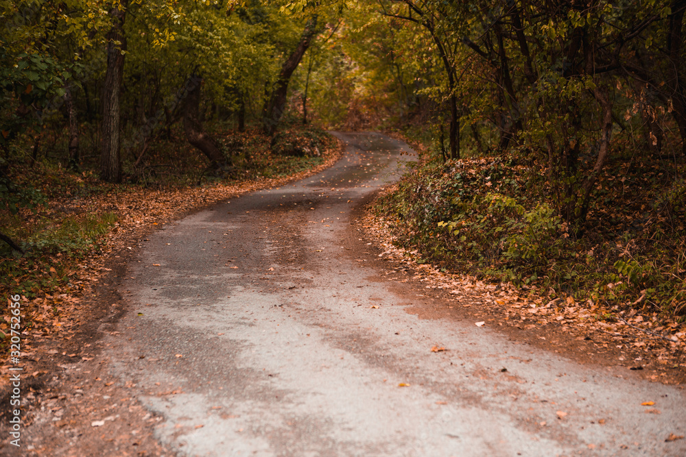 Golden autumn road through the forest. Yellow fallen leaves on a rocky road, trees create a tunnel of branches Golden autumn road through the forest. Yellow fallen leaves on a rocky road, trees create a tunnel of branches