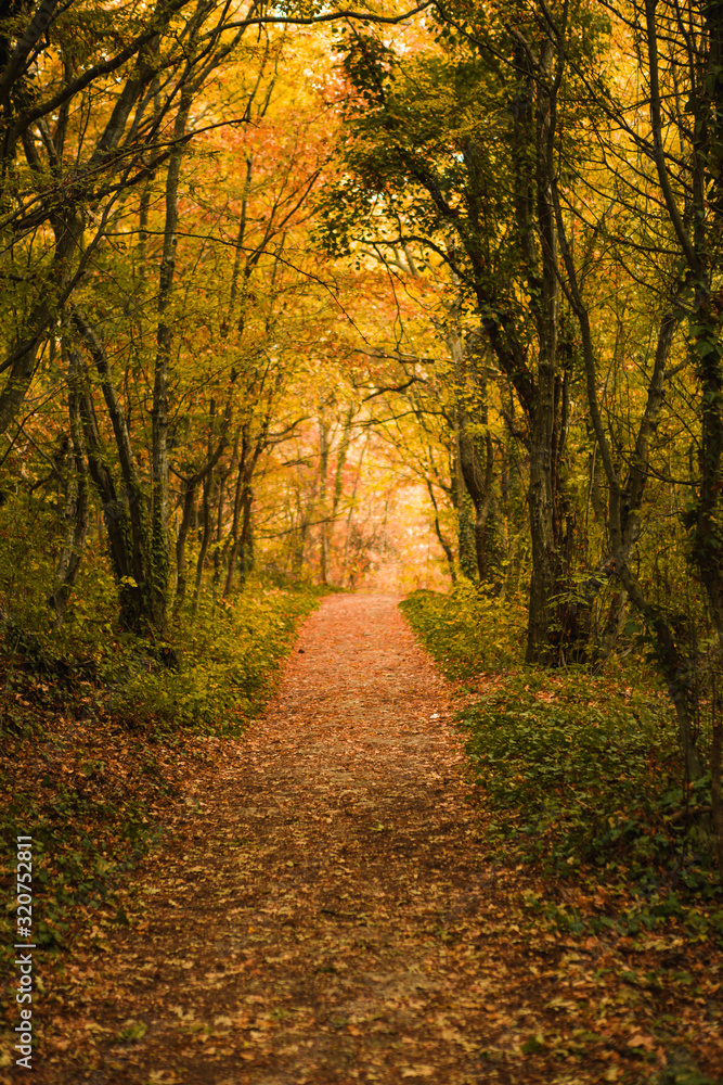 Golden autumn road through the forest. Yellow fallen leaves on a rocky road, trees create a tunnel of branches