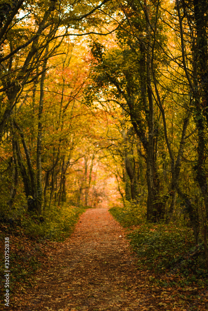 Obraz premium Golden autumn road through the forest. Yellow fallen leaves on a rocky road, trees create a tunnel of branches