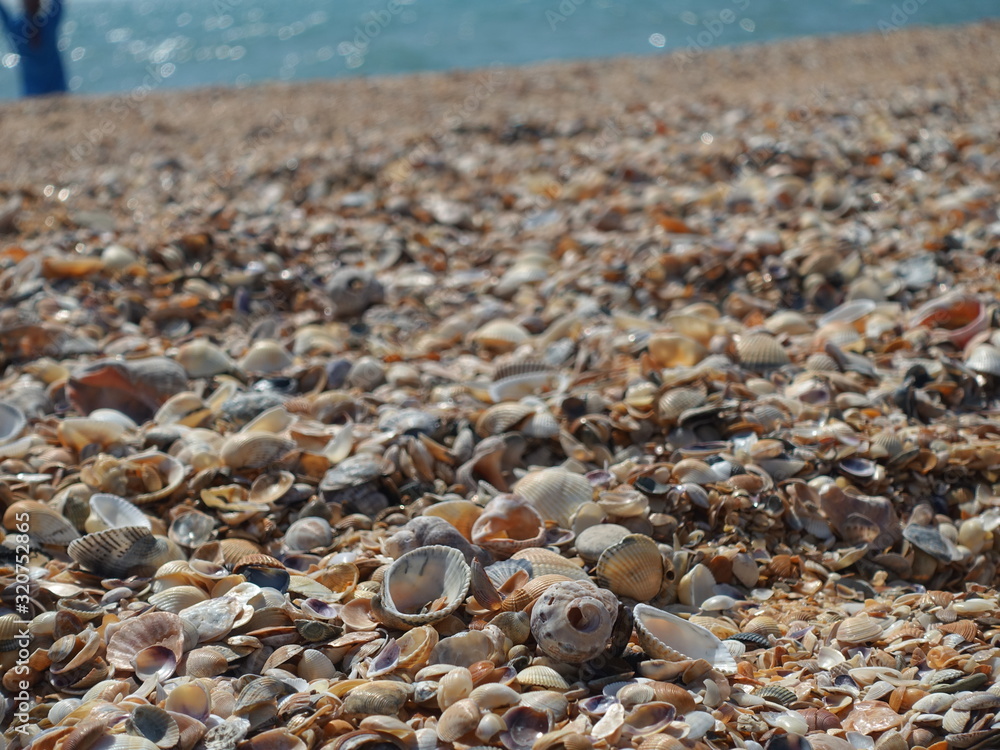 The beach of large seashells. The beach of large seashells.