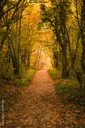 Golden autumn road through the forest. Yellow fallen leaves on a rocky road  trees create a tunnel of branches