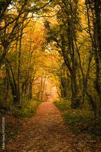 Golden autumn road through the forest. Yellow fallen leaves on a rocky road, trees create a tunnel of branches