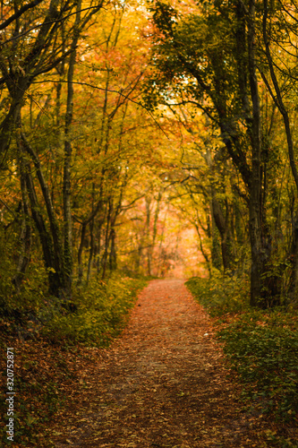Golden autumn road through the forest. Yellow fallen leaves on a rocky road  trees create a tunnel of branches