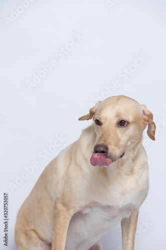 The simple Labrador makes all kinds of funny expressions on the white background