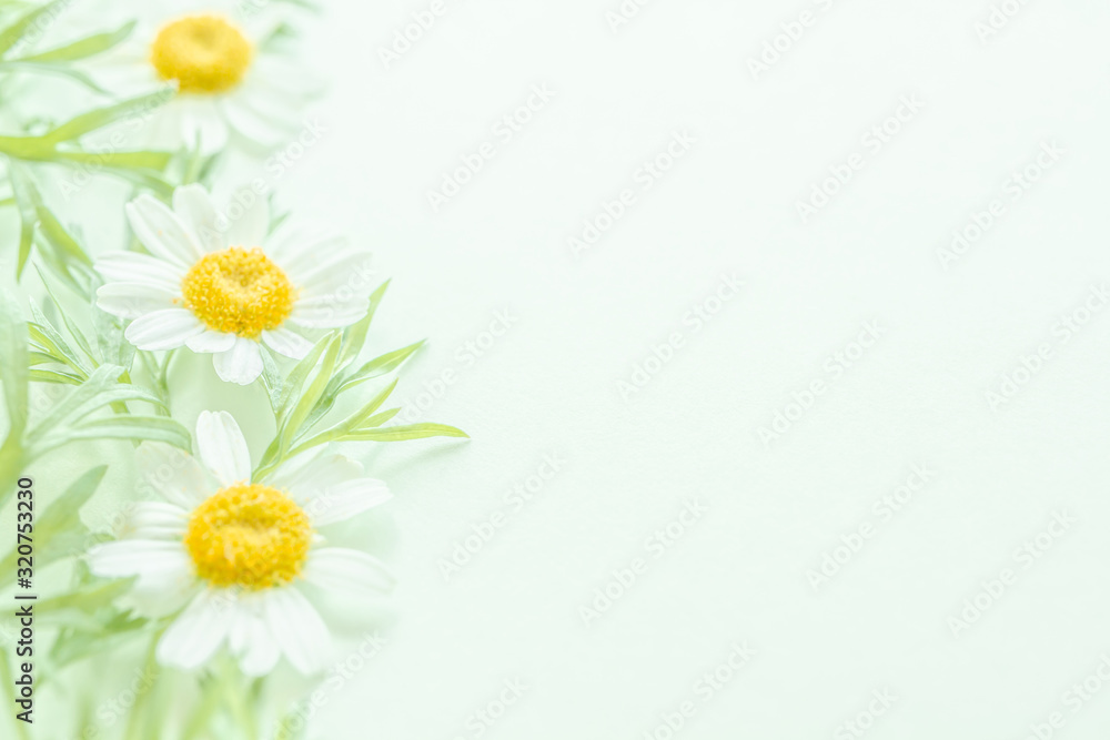 花 淡いグリーンのボタニカル背景 マトリカリア Stock Photo Adobe Stock