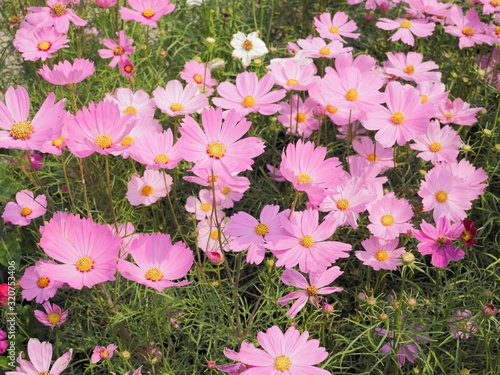 Beautiful many pink garden cosmos flower blossom in garden with nature blurred background.