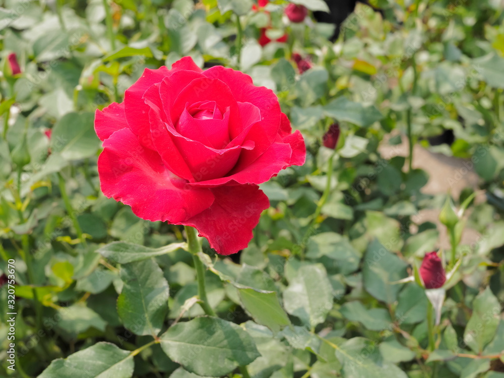 Red rose flower blossom blooming on branch in garden with green nature blurred background. Red rose flower blossom blooming on branch in garden with green nature blurred background.