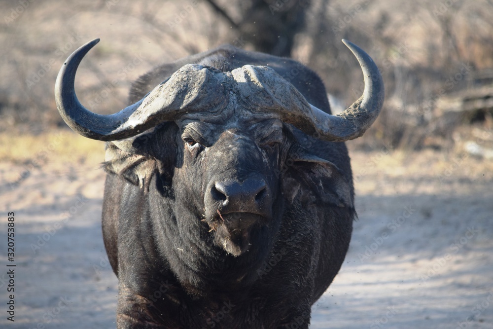 Fototapeta premium Closeup of a huge African buffalo in Kruger National Park