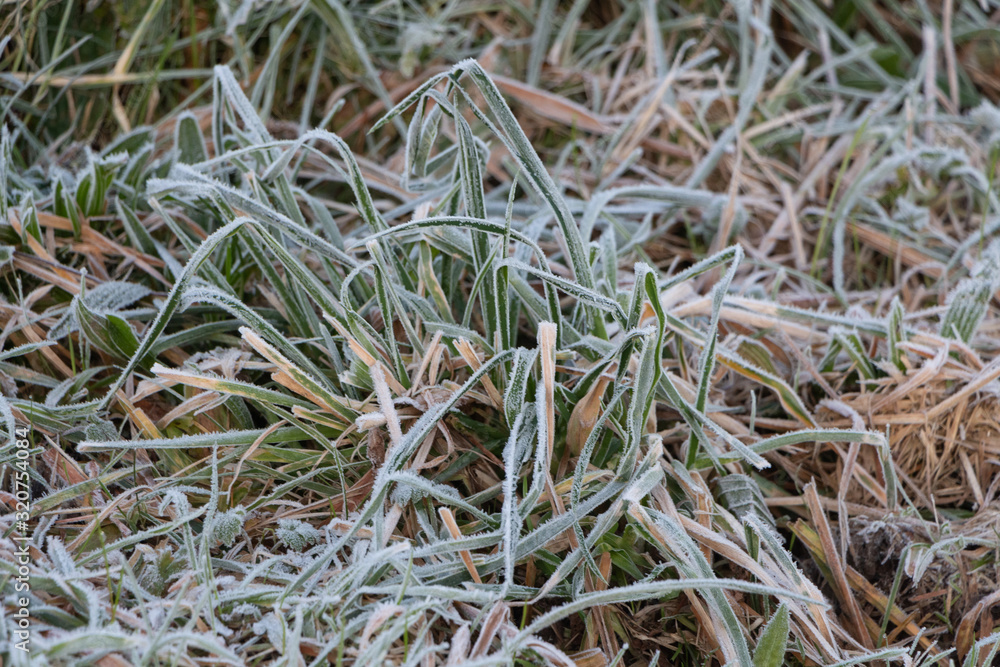 Frosted grass in a garden during winter Frosted grass in a garden during winter