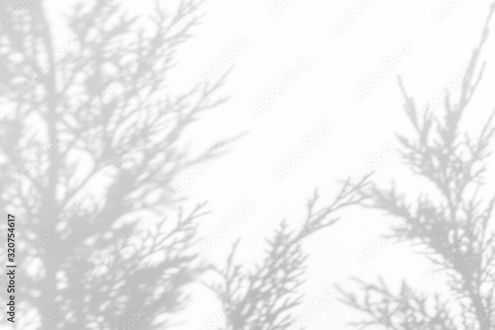 Fototapeta premium Overlay effect for photo. Needles of thuja gray shadow on a white wall. Abstract neutral nature concept background. Space for text.