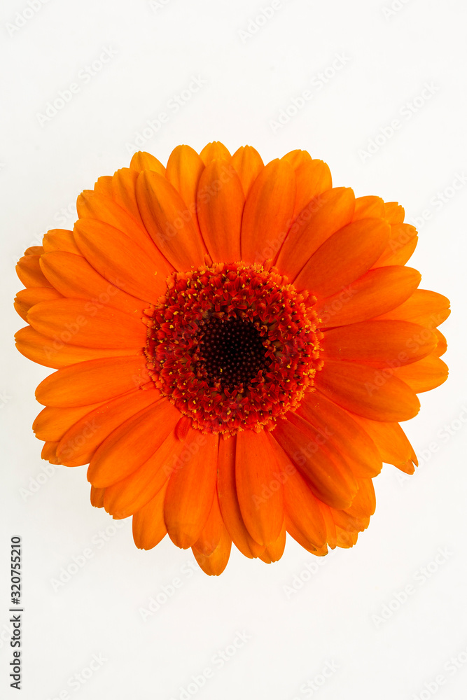 Orange flower isolated on white background Orange flower isolated on white background