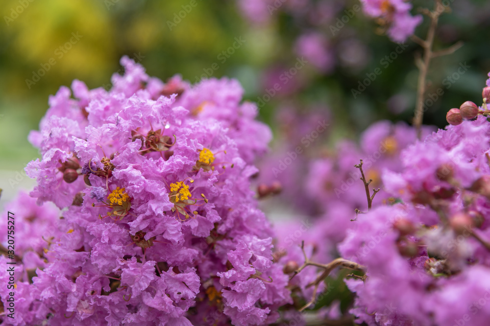 Flowers of the Racemosa tree or Lagerstroemia indica L.