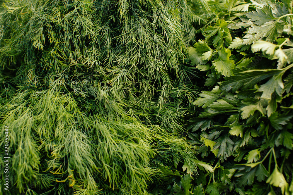 Bunches of fresh parsley and dill close-up, greens background Bunches of fresh parsley and dill close-up, greens background