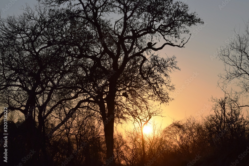 View of Kruger National Park at sunset View of Kruger National Park at sunset