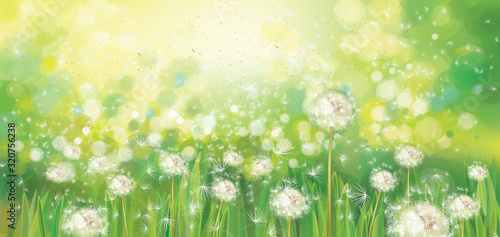 Vector spring green background, white dandelions field in sunshine.