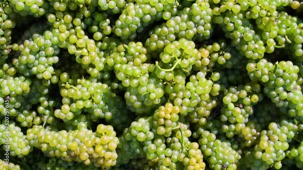 Ripe grapes before harvest in a vineyard at a winery Ripe grapes before harvest in a vineyard at a winery