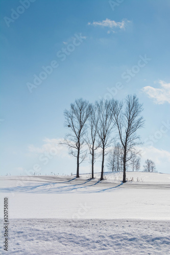 融雪剤がまかれた雪の畑と冬木立 © kinpouge