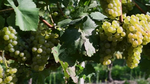 Wallpaper Mural Ripe grapes before harvest in a vineyard at a winery Torontodigital.ca