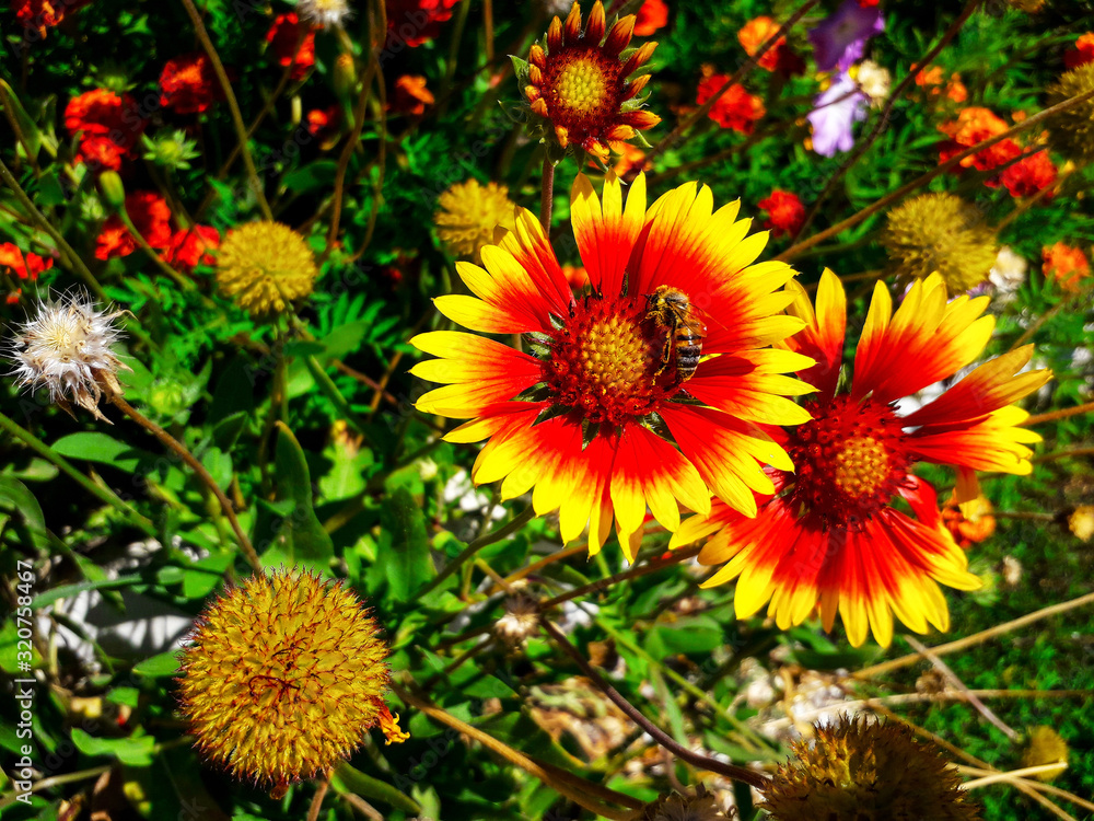 orange flowers in the garden orange flowers in the garden