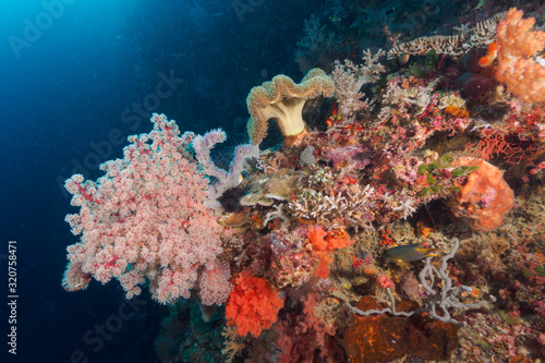 corals at Atauro Island, Timor Leste (East Timor) photo
