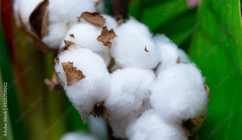 Cotton flowers. Macro photo. Closeup. Cotton flowers. Macro photo. Closeup.