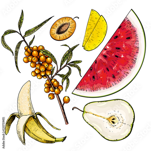 Hand drawn set of tropical fuits. Vector colored isolated objects. Sliced watermelon, mango, pear, plum, banana. Sea buckthorn branch. Restaurant menu, food package. Summer exotic harvest.