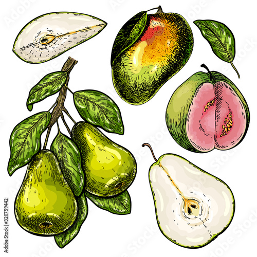Hand drawn set of green tropical fuits. Vector colored isolated objects. Pear branch and slices, mango, guava. For restaurant menu, food package, poster design. Summer ripe exotic harvest.