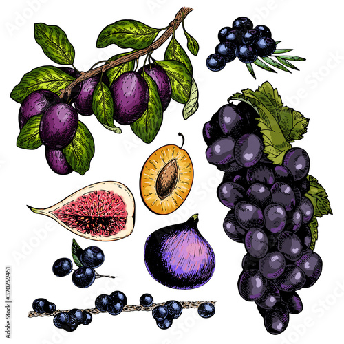 Hand drawn set of purple tropical fuits. Vector colored isolated objects. Plum branch and slice, grape, fig, acai berry, blueberry. Restaurant menu, food package, poster design. Summer exotic harvest.