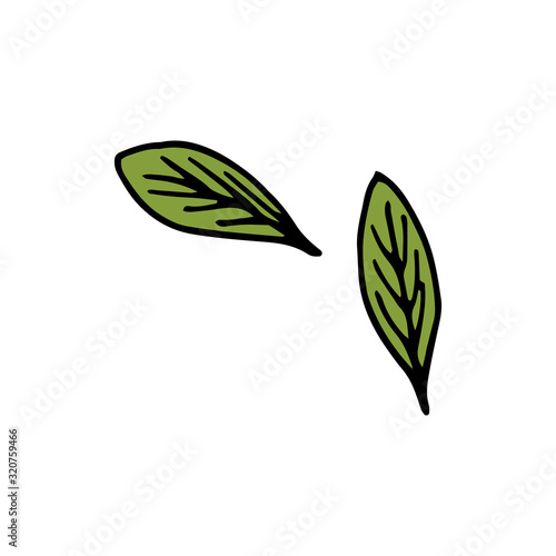 Hand drawn herbal element on a white isolated background. Two green leaves. Doodle, illustration simple outline. It can be used for decoration of textile, paper and other surfaces.