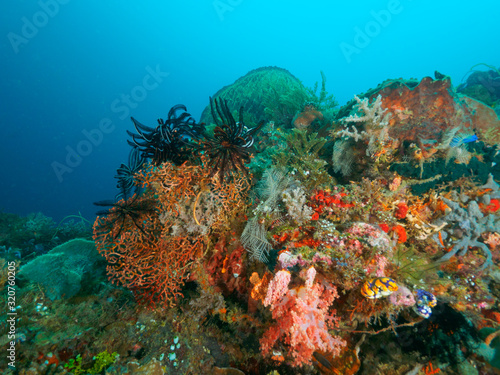 Fototapeta Naklejka Na Ścianę i Meble -  corals in Dili, Timor Leste (East Timor)