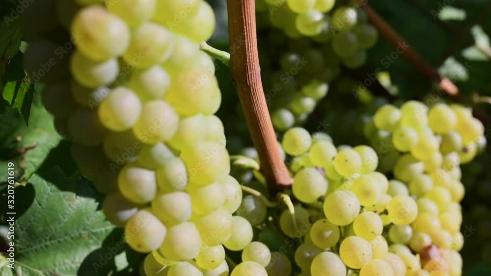 Ripe grapes before harvest in a vineyard at a winery Ripe grapes before harvest in a vineyard at a winery