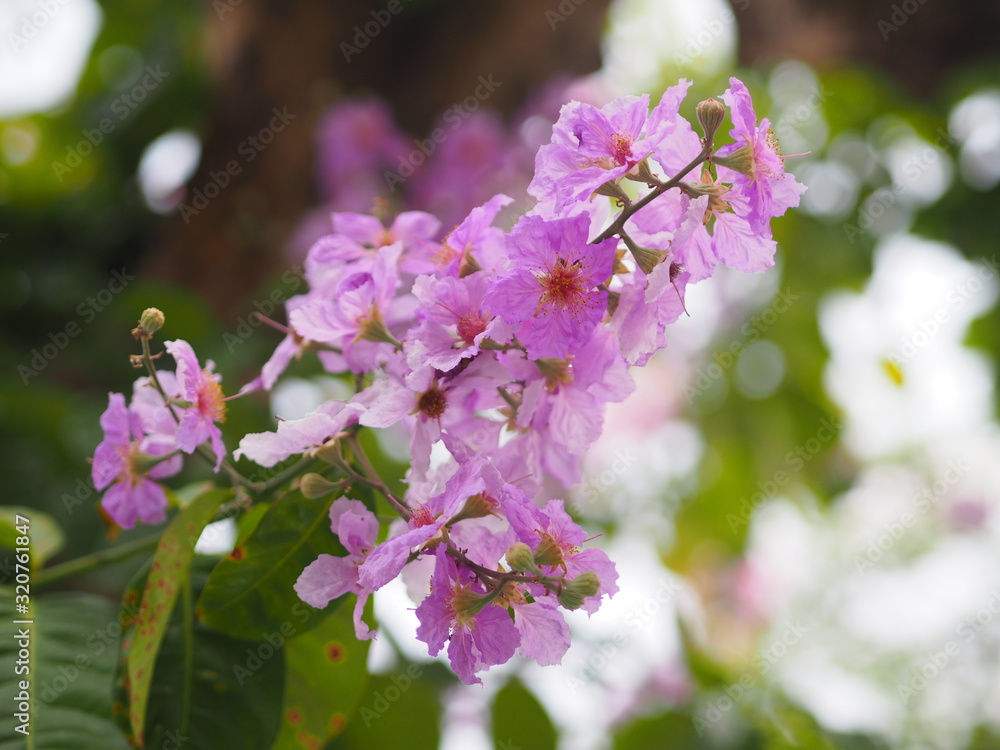 Pink Trumpet shrub Tree, Pink Tecoma name flower bouquet beautiful blurred on nature Pink Trumpet shrub Tree, Pink Tecoma name flower bouquet beautiful blurred on nature