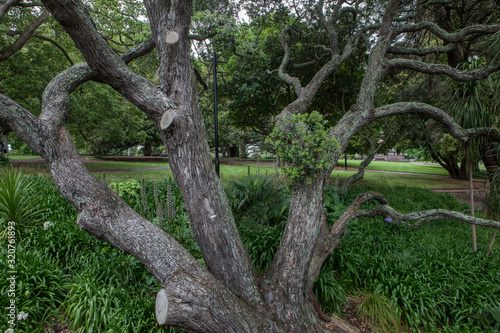 Fototapeta Naklejka Na Ścianę i Meble -  Albert Park Trees at Auckland New Zealand. 