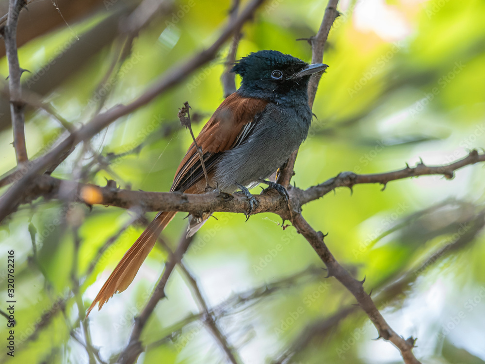 A close view to a female bird, who ölived and hunted next to my camp. Lake Baringo, Kenya. A close view to a female bird, who ölived and hunted next to my camp. Lake Baringo, Kenya.
