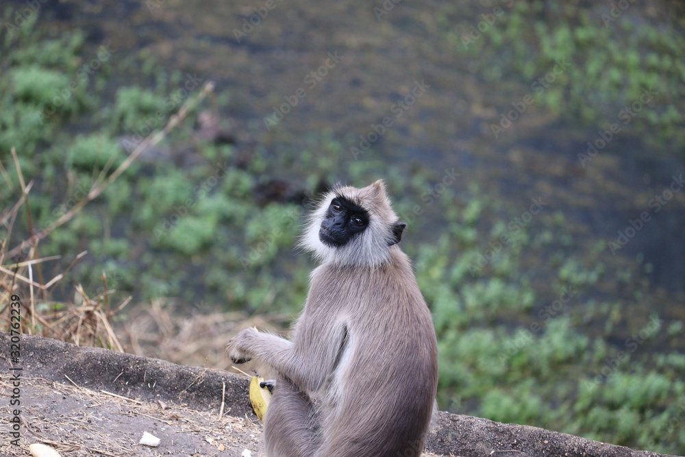 black mouth langur monkey with it hand banana,