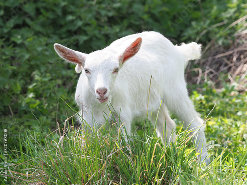 Baby Goat © Nigel Baker