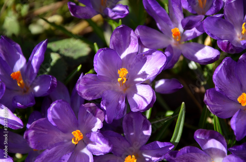 purple crocuses primroses beautiful spring flowers in the garden