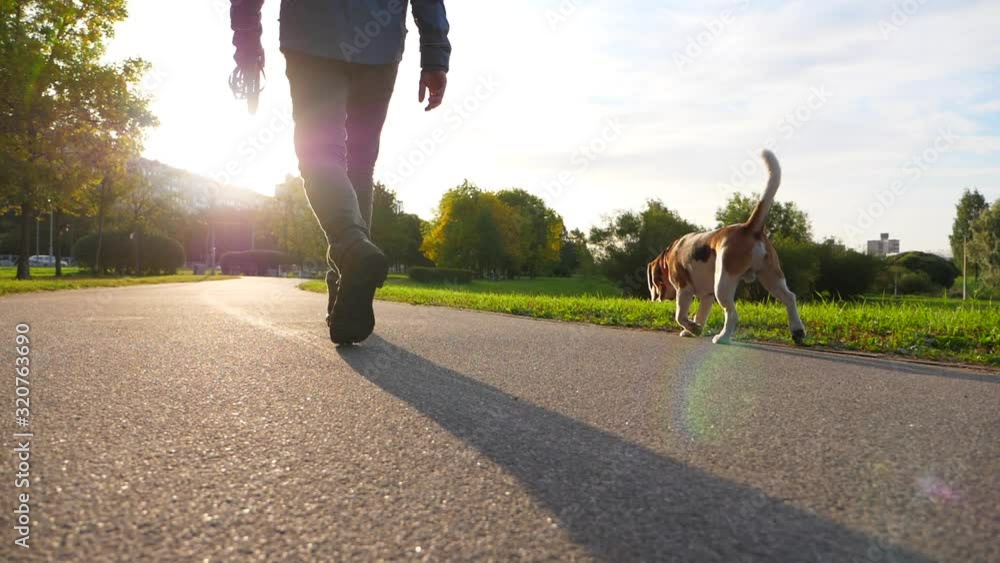Man walk with cute dog at sunny morning time, empty green park area, slow motion shot. Obedient beagle jog next to owner, sniff ground, turn head up and look at man. Sun light flash ahead
