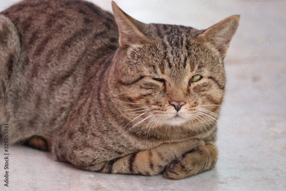 Fototapeta premium close up of watching one eye cat