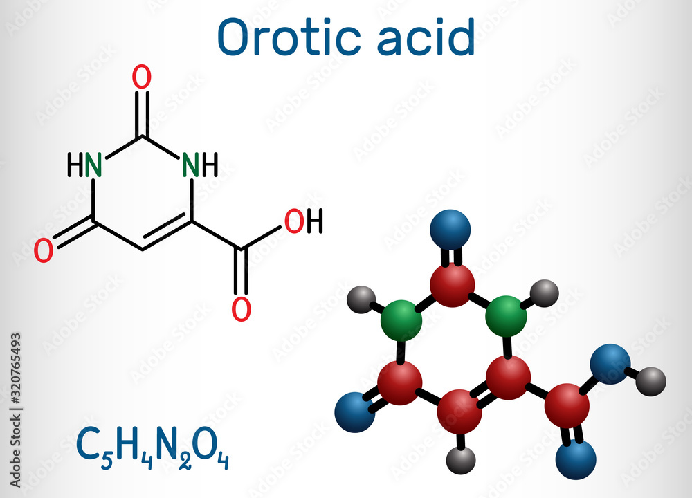 Orotic acid molecule. It is a pyrimidinedione and a carboxylic acid. Structural chemical formula and molecule model. Vector illustration Orotic acid molecule. It is a pyrimidinedione and a carboxylic acid. Structural chemical formula and molecule model. Vector illustration