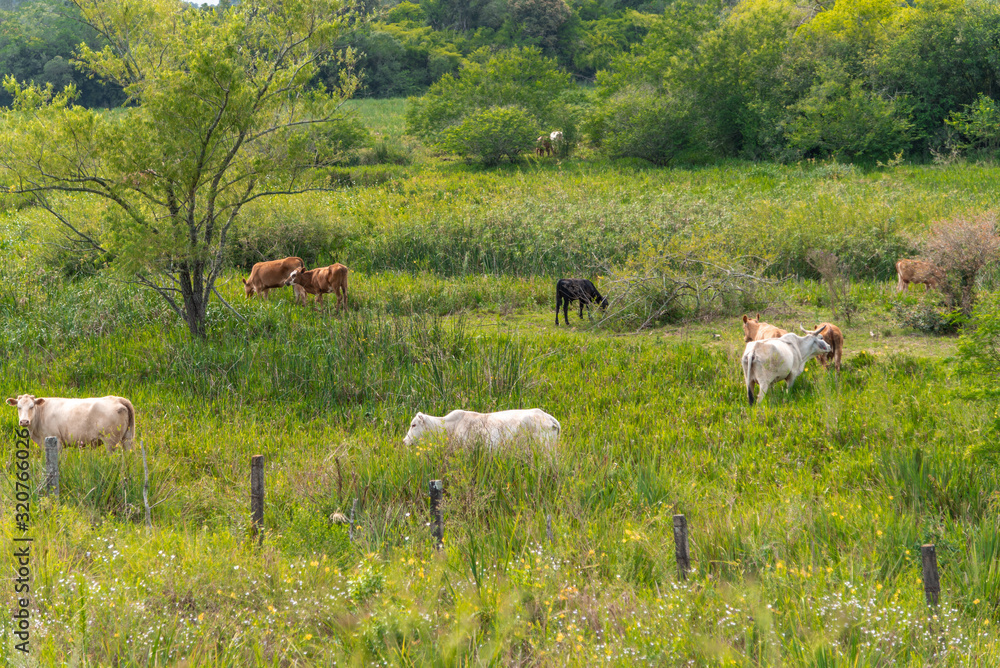 Obraz premium Raising Nelore cattle on a small farm in Brazil