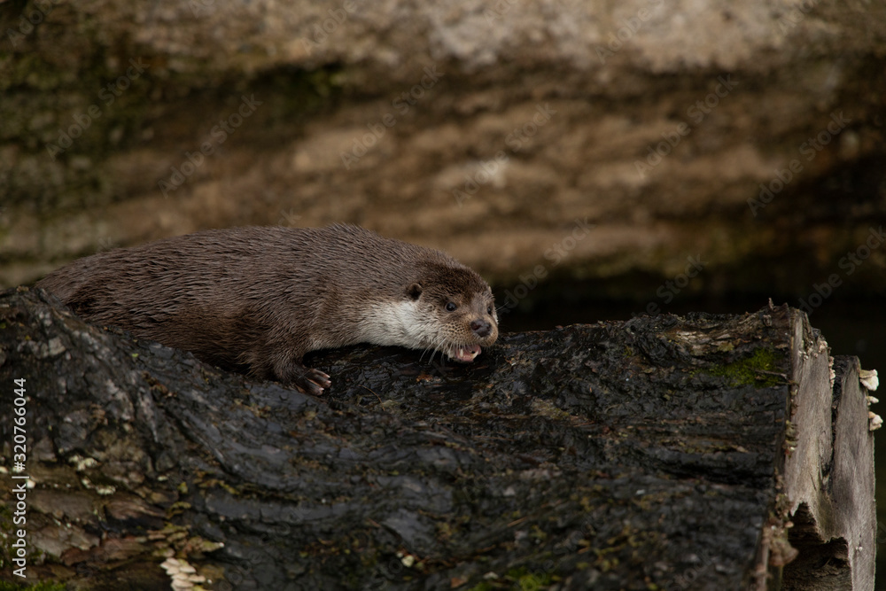 screaming otter wet wool expression wild animal photography portrait lay on a felled tree in zoo territory screaming otter wet wool expression wild animal photography portrait lay on a felled tree in zoo territory