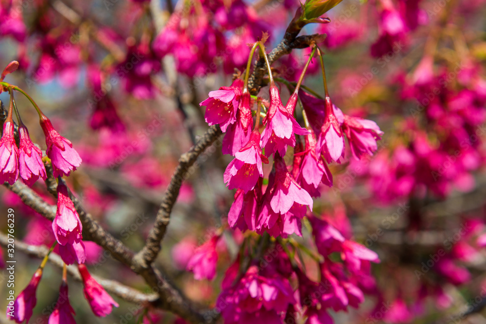 Spring Japanese Bellflower Cherry tree pink blossom Spring Japanese Bellflower Cherry tree pink blossom