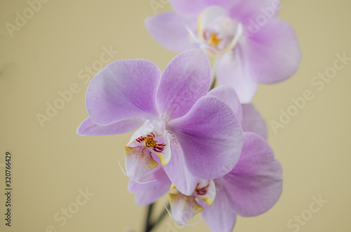 beautiful lilac orchid i on white  closeup