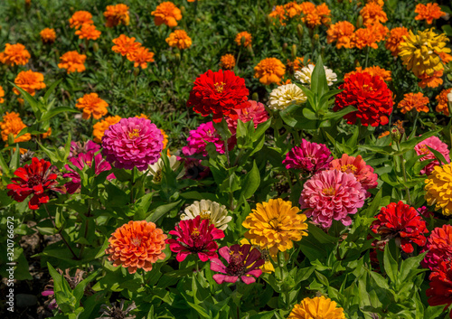 Natural background with beautiful colorful –yellow, red and pink – zinnia flowers, growing in the garden. 