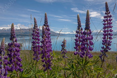 Lake Pukaki New Zealand. South Island. Mount Cook. Flowering Lupine