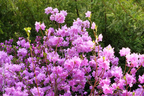 Rhododendron flowers is blooming in spring garden  closeup. Purple gentle flowers is growing in city park. Landscaping and decoration in springtime season.