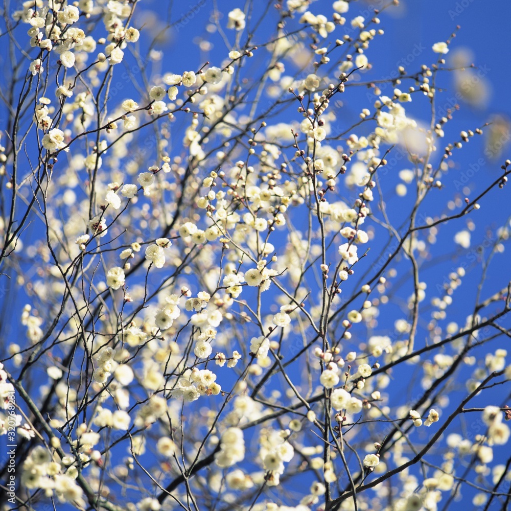 a branch of a tree blooming with white flowers against a blue sky a branch of a tree blooming with white flowers against a blue sky